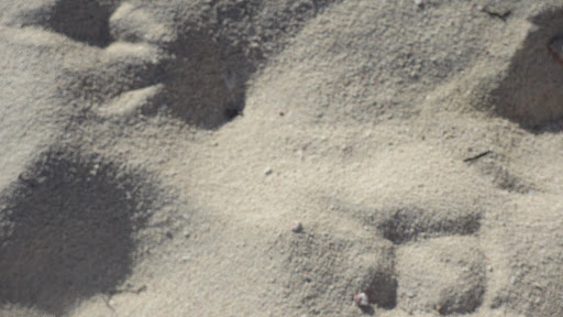 As you can see by their prints, Stanley and his buddies own this beach...as well they should!