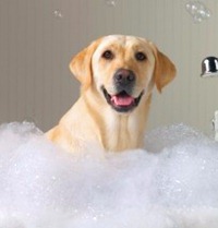 Dicas para banhos caseiros em cães