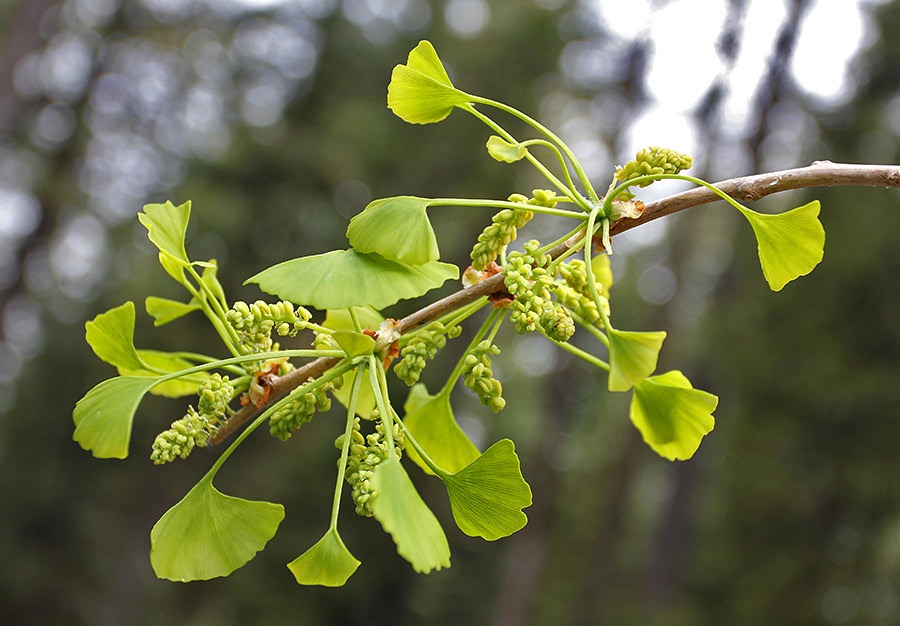 [120411_ginkgo2%255B3%255D.jpg]