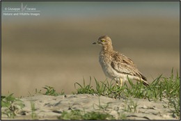 Occhione---Stone-Curlew-(Burhinus-oedicnemus)-061920111DIII1140