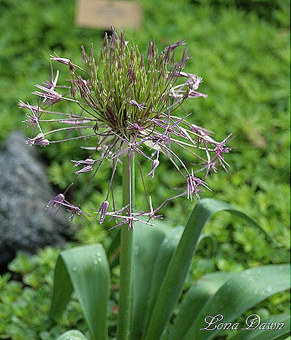 [DA_Allium_cristophii_StarofPersia2%255B7%255D.jpg]