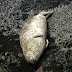 Harbor.seal.dscn9388