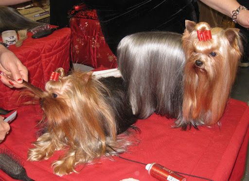 Yorkshire Terriers