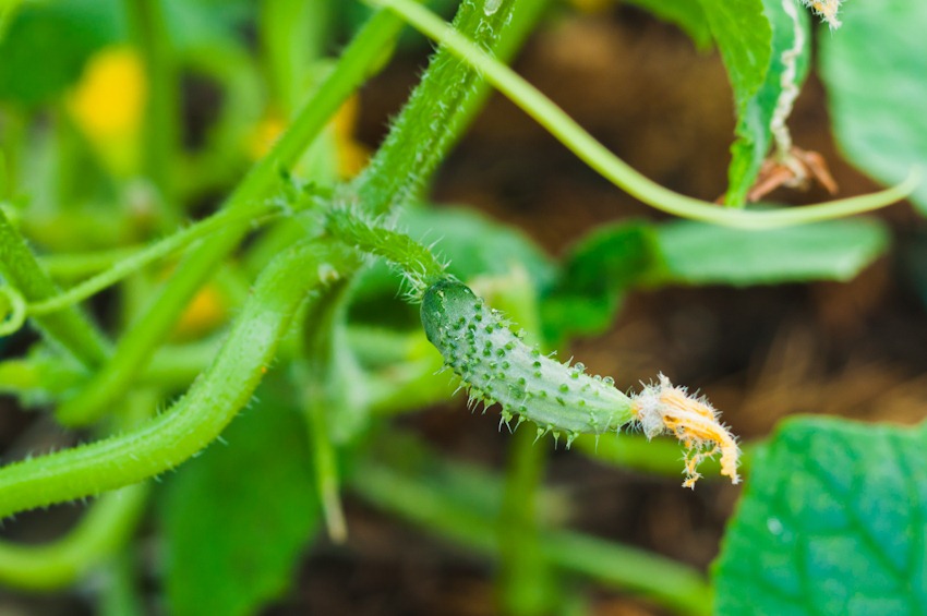 [garden-1776%255B3%255D.jpg]