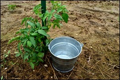 tomatoes soon