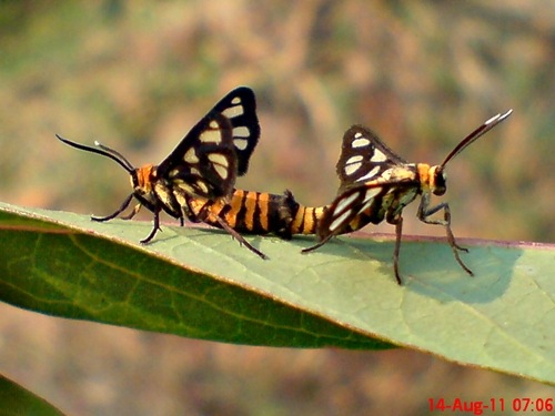 Wasp Moth_Ngengat Tawon_mating