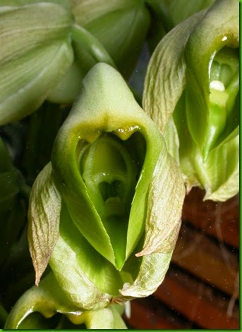 OR Catasetum macroglossum OR Catasetum macroglossum