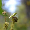 green shield bug