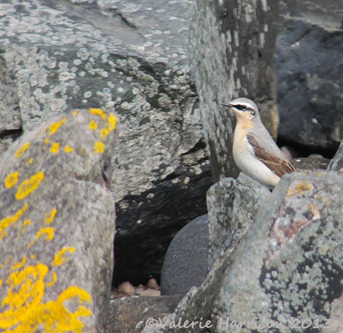 [wheatear%255B2%255D.jpg]