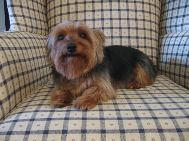 [Grooming%2520before%2520and%2520afters%2520007%255B2%255D.jpg]