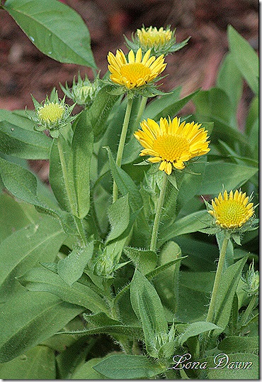 Gaillardia_MesaYellow2