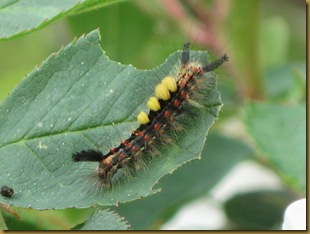 IMG_0021 Caterpillar