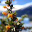 – Flor de el Calafate
Glaciar Perito Moreno - Patagonia Argentina – Flor de el Calafate
Glaciar Perito Moreno - Patagonia Argentina
