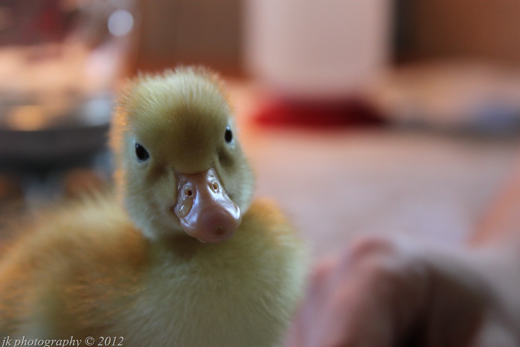 [IMG_7540%255B3%255D.jpg]
