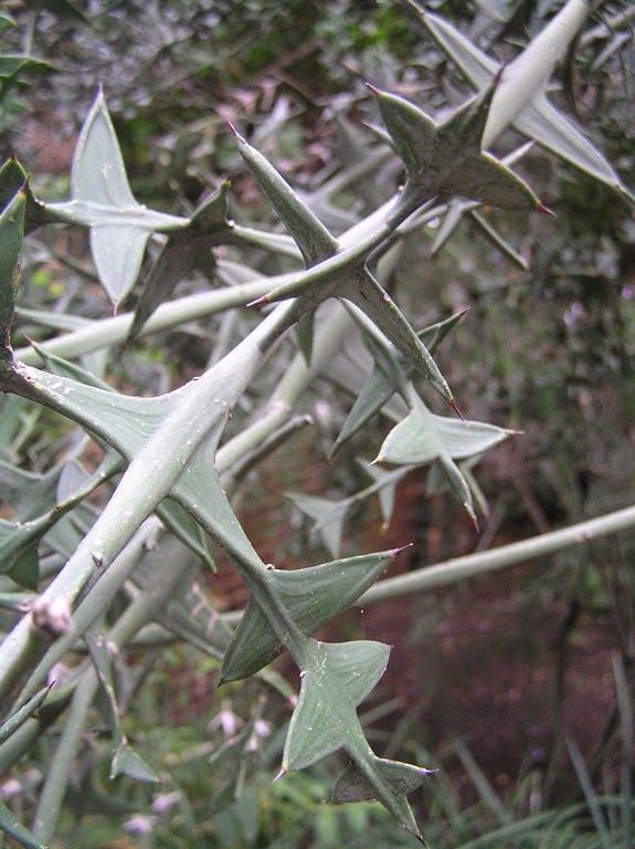 [Colletia-paradoxa4.jpg]