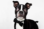 Fanfare For Fur Kids