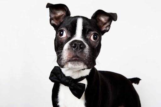 Elvis - Male Boston Terrier Puppy
Elvis is in the building! This pup is full of personality. He likes tons of toys, entertaining company and can also tell you the weather if you ask nicely. (See link in post). Elvis - Male Boston Terrier Puppy
Elvis is in the building! This pup is full of personality. He likes tons of toys, entertaining company and can also tell you the weather if you ask nicely. (See link in post).