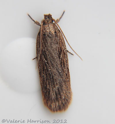 [brown-house-moth-pos%255B2%255D.jpg]