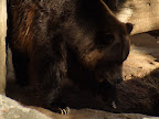 denver_zoo