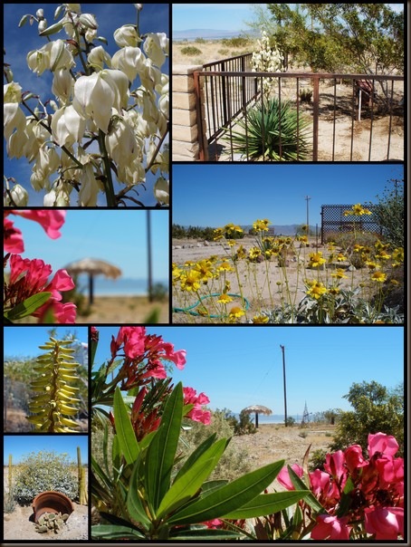 Winter at Salton Sea 2012