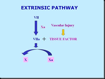 Extrinsic Pathway