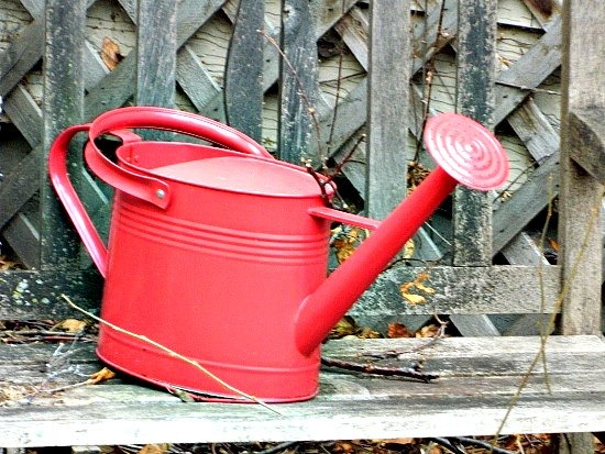 [Wordless%2520Wed%2520backyard%2520pitcher%255B4%255D.jpg]