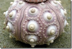05 sea urchin fractal