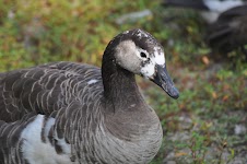 DSC_2066.JPG