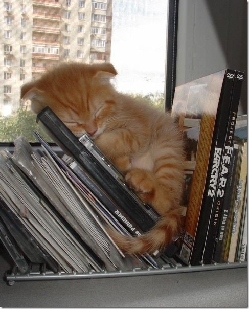 tired-cute-animals-6