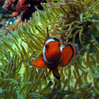 Clownfish (Cabilao)