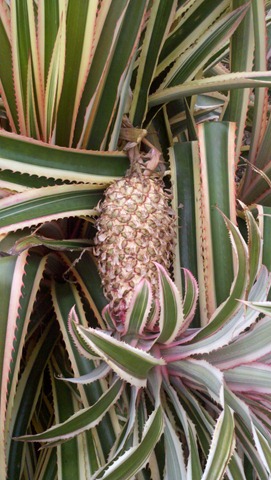 [20111217_160317_4.jpg]