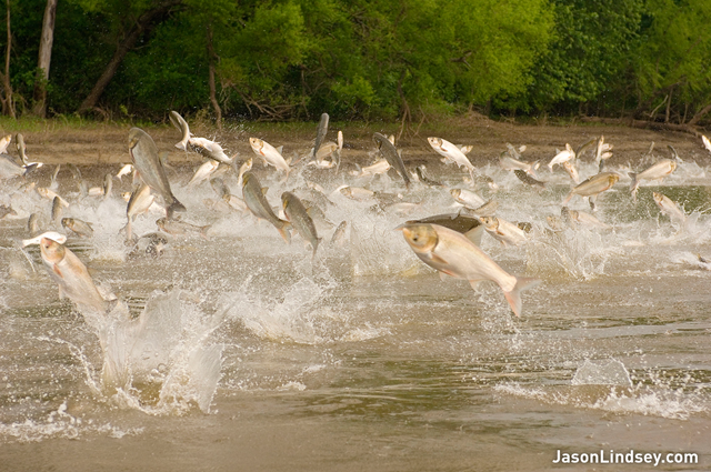 Invasive Asian carp in the Illinois River. In addition to devouring native species, the carp leap wildly out of the water, sometimes injuring anglers. In April 2010, the U.S. Supreme Court rejected Michigan's plea that shipping channels be shut to keep the carp out of the Great Lakes. jasonlindsey.com