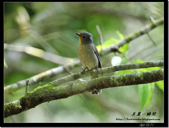 黃腹琉璃(2011-04-10神木園區)8059