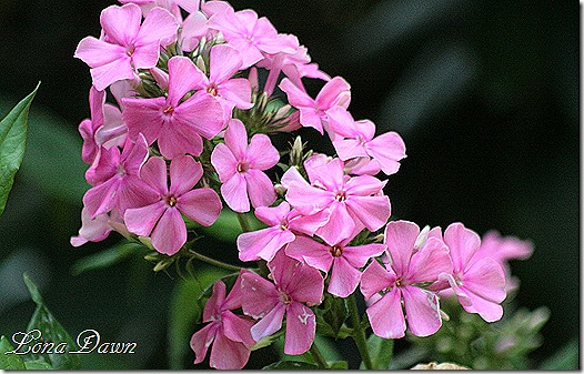 Phlox_Adonis