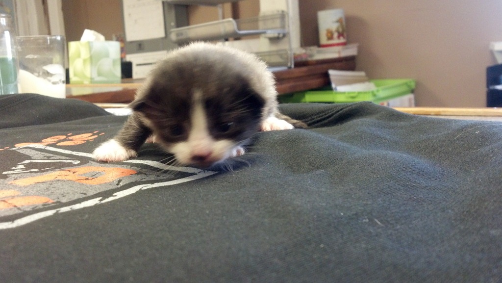 [kitty3%255B4%255D.jpg]