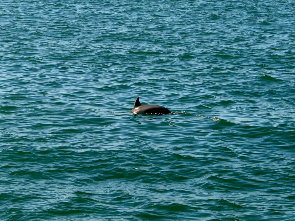 [6912%2520Texas%252C%2520South%2520Padre%2520Island%2520-%2520Osprey%2520Cruises%2520-%2520Sea%2520Life%2520Safari%2520%2520-%2520Atlantic%2520Bottlenose%2520Dolphin%255B3%255D.jpg]