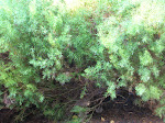 2005 - Seattle MVP - University of Washington Arboretum