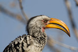Hornbill - Etosha, Namibia