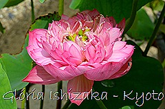 Glória Ishizaka - Flor de Lótus -  Kyoto Botanical Garden 2012 - 12