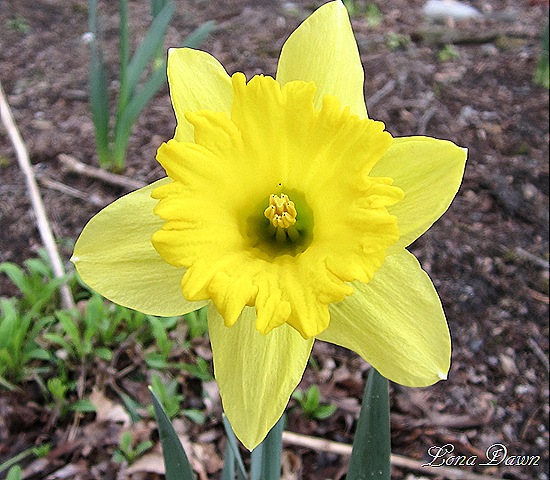 [Daffodil3_March13%255B7%255D.jpg]