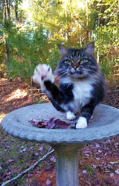[cat-waving10.jpg]