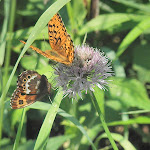 Автор Анастасия Буркова. Бабочки озера Амут Анастасия Буркова.Бабочки озера Амут.jpg