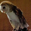 Barn Owl