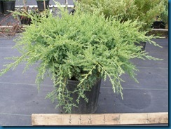juniperus%20chinensis%20pfitzerana%20kaylay4 juniperus%20chinensis%20pfitzerana%20kaylay4