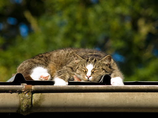 Cat Roof