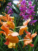 Orchid Garden at the Singapore Botanic Garden