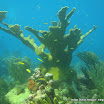 coralgardensdivesite3.jpg