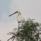 IMG_6682.JPG