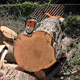 The main trunk of this one was solid
