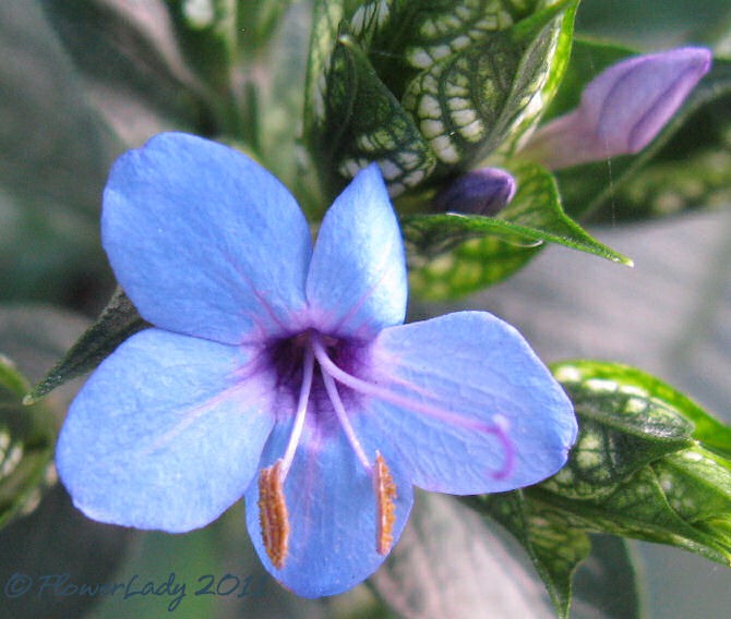 [12-29-blue-sage2%255B5%255D.jpg]